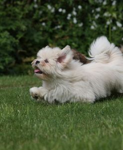 418Y3700 Lhasa Apso