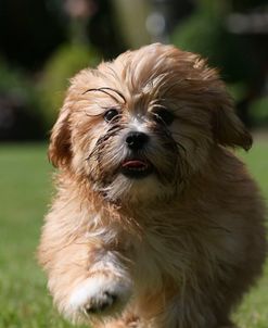 AY3V4599 Lhasa Apso