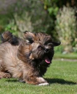 AY3V4605 Lhasa Apso