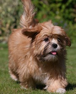 AY3V4639 Lhasa Apso