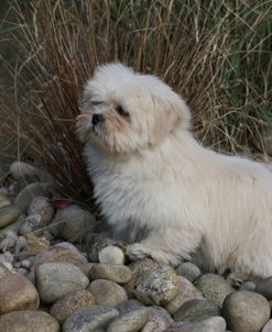 418Y3927 Lhasa Apso