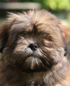 418Y3947 Lhasa Apso