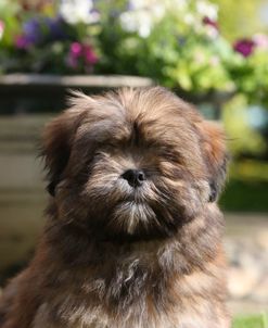 418Y3948 Lhasa Apso