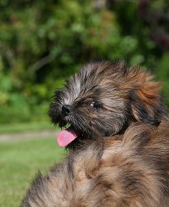 AY3V4697 Lhasa Apso