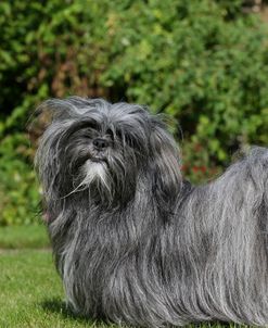 AY3V6839 Lhasa Apso