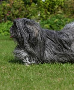 AY3V6869 Lhasa Apso