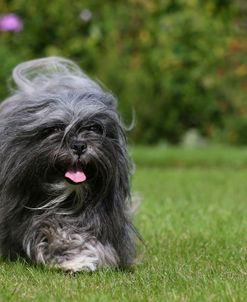 AY3V6874 Lhasa Apso