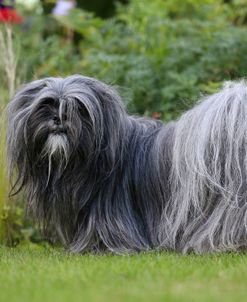 AY3V6915 Lhasa Apso