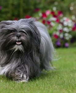 AY3V6953 Lhasa Apso