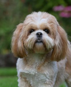 AY3V6962 Lhasa Apso