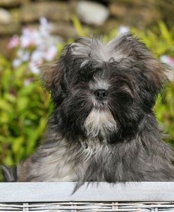 AY3V8571 Lhasa Apso