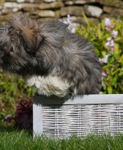 AY3V8587 Lhasa Apso