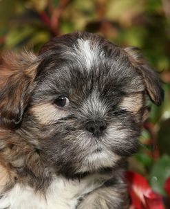 AY3V8588 Lhasa Apso