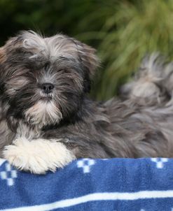 AY3V8601 ALhasa Apso