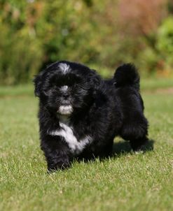 AY3V8601 Lhasa Apso