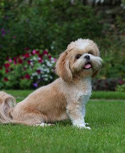 AY3V7009 Lhasa Apso