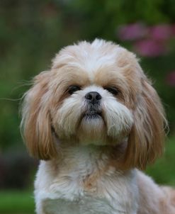 AY3V7013 Lhasa Apso