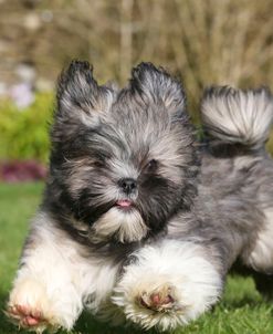 AY3V8726 Lhasa Apso