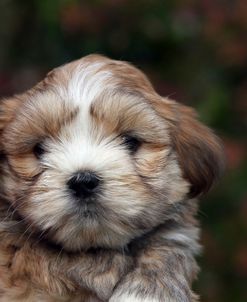 AY3V8602 Lhasa Apso