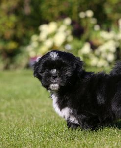 AY3V8606 Lhasa Apso