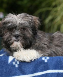 AY3V8608 Lhasa Apso