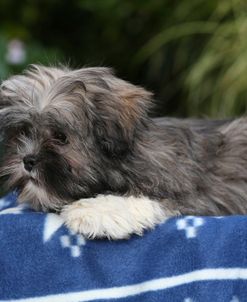 AY3V8610 Lhasa Apso