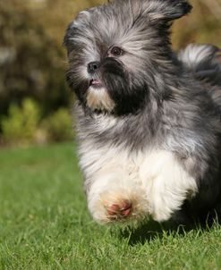 AY3V8982 Lhasa Apso