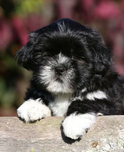 AY3V9054 Lhasa Apso