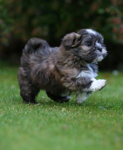 AY3V9085 Lhasa Apso