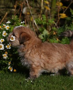 AY3V8917 BLhasa Apso