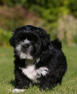 AY3V8917 Lhasa Apso