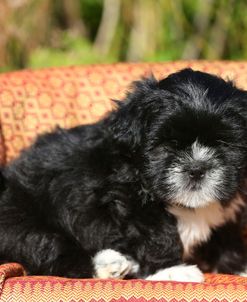 AY3V8919 Lhasa Apso