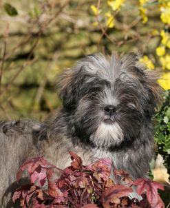 AY3V8921 Lhasa Apso