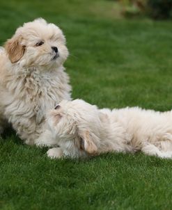 CQ2R4361 Lhasa Apso