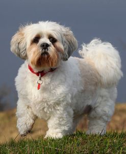 CQ2R5272 Lhasa Apso