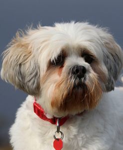 CQ2R5280 Lhasa Apso