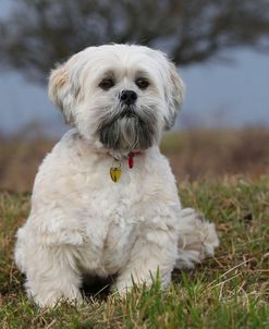 CQ2R5296 Lhasa Apso