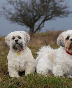 CQ2R5307 Lhasa Apso