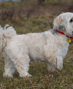 CQ2R5327 Lhasa Apso