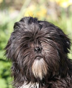 CQ2R8236 Lhasa Apso