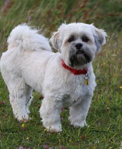 CQ2R8544 Lhasa Apso