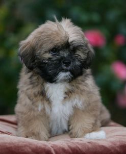 XR9C0700 Lhasa Apso