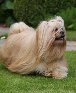 CQ2R6899 Lhasa Apso