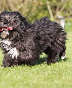 CQ2R8163 Lhasa Apso