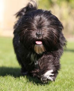 CQ2R8205 Lhasa Apso