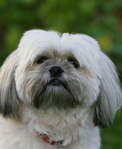 XR9C3512 Lhasa Apso