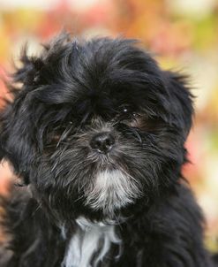 XR9C6288 Lhasa Apso