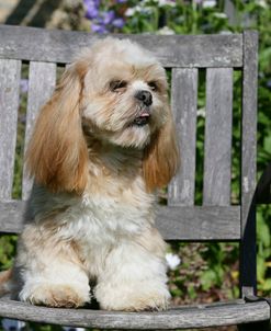 XR9C6980 Lhasa Apso