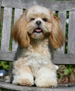 XR9C6986 Lhasa Apso