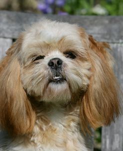 XR9C6990 Lhasa Apso